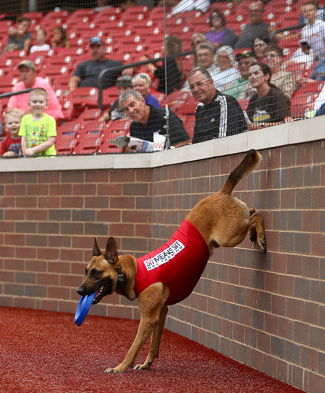 Navi the bat dog 03.jpg